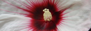 close up of beautiful white flower with brilliant crimson center